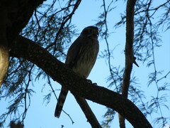 Spiziapteryx circumcincta