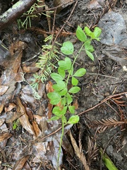 Genista monspessulana