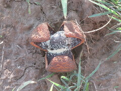 Prosopanche americana