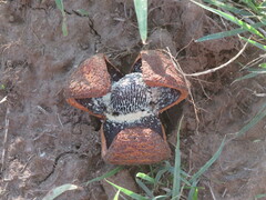 Prosopanche americana