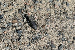 Cicindela longilabris