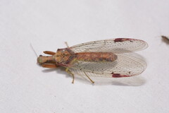 Ditaxis meridiei