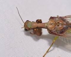 Ditaxis meridiei