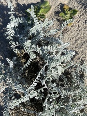 Astragalus anemophilus
