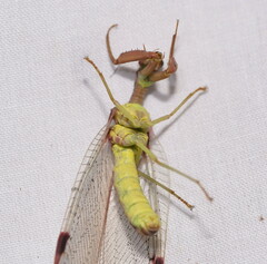 Ditaxis meridiei