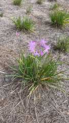 Tulbaghia violacea