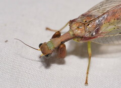 Ditaxis meridiei