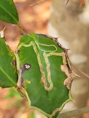 Phytomyza ilicis group