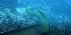 Gymnothorax funebris