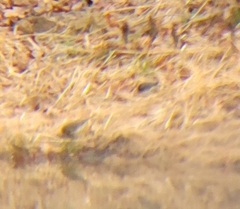 Junco hyemalis