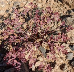 Euphorbia polycarpa