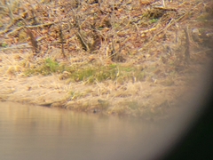 Junco hyemalis
