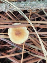 Cyphellaceae