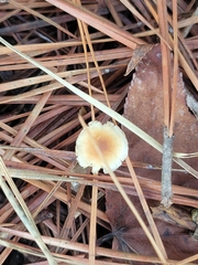 Cyphellaceae