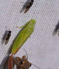 Reuplemmeles hobartensis