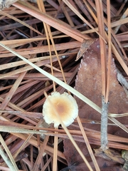 Cyphellaceae