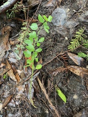 Genista monspessulana