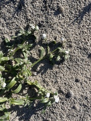 Cryptantha arenophila
