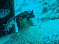 Eques punctatus