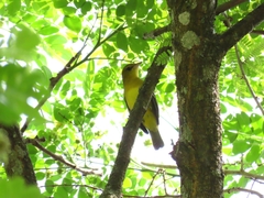 Icterus spurius
