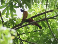 Icterus spurius