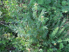 Valeriana officinalis