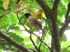 Icterus spurius