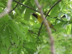 Icterus spurius