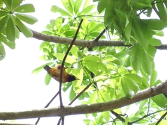 Icterus spurius
