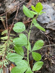 Genista monspessulana