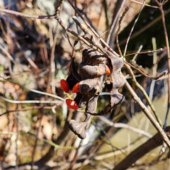 Erythrina herbacea