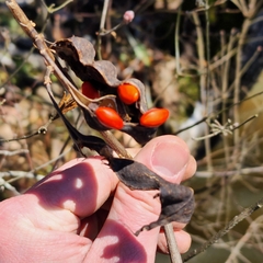 Erythrina herbacea