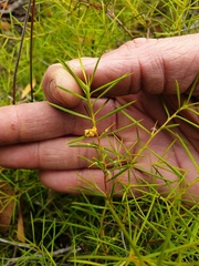 Persoonia juniperina