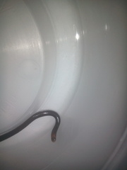 Liotyphlops albirostris