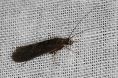 Hydrobiosidae