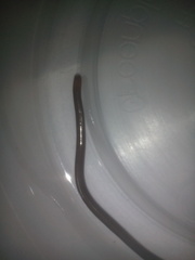 Liotyphlops albirostris