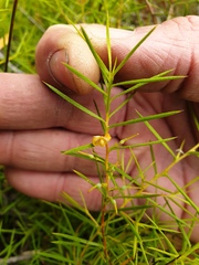 Persoonia juniperina
