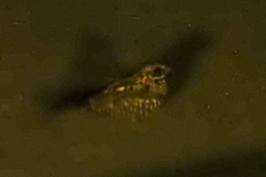 Caprimulgus ruficollis