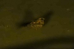Caprimulgus ruficollis