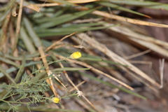 Xanthisma spinulosum chihuahuana