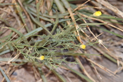 Xanthisma spinulosum chihuahuana