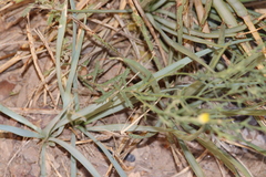 Xanthisma spinulosum chihuahuana