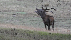 Cervus elaphus elaphus
