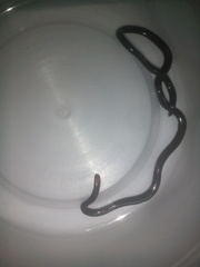 Liotyphlops albirostris