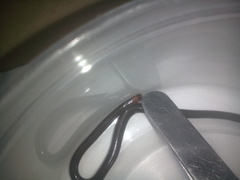 Liotyphlops albirostris