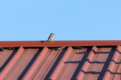 Campylorhynchus brunneicapillus anthonyi