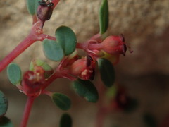 Euphorbia simulans