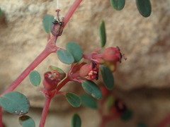Euphorbia simulans