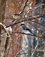 Pyrrhula pyrrhula cineracea