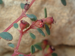 Euphorbia simulans